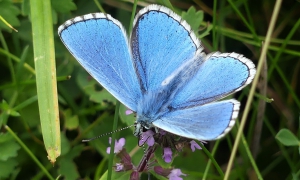 Adonis-Blue-Simon-Linington