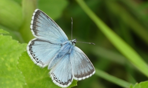 Chalkhill-Blue-Beachy-Simon-Linington