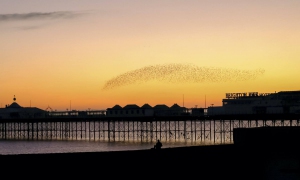 The Living Coast
