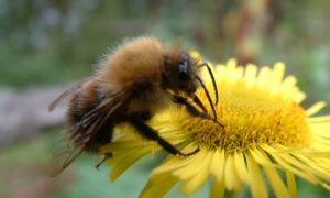 bee