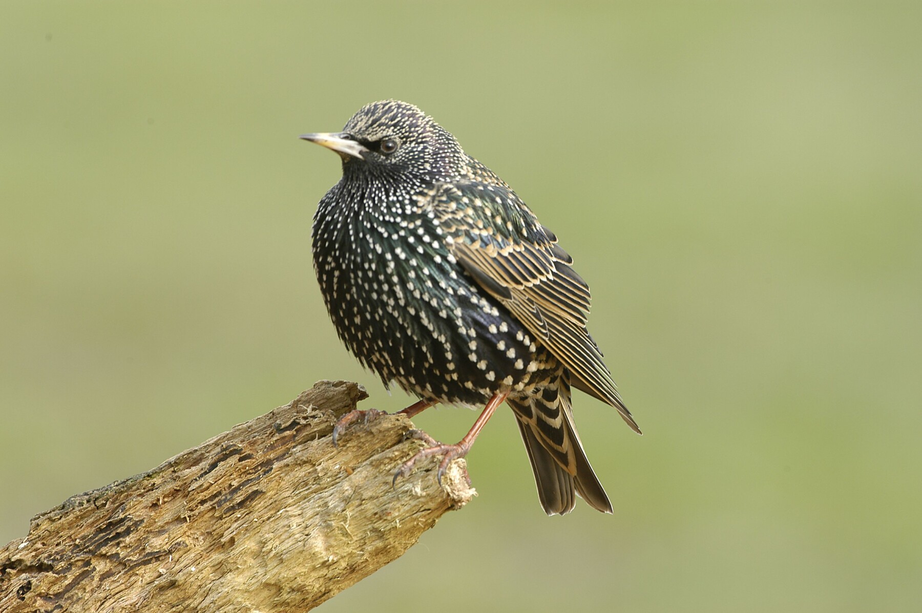 Save Our Starlings Our City, Our
