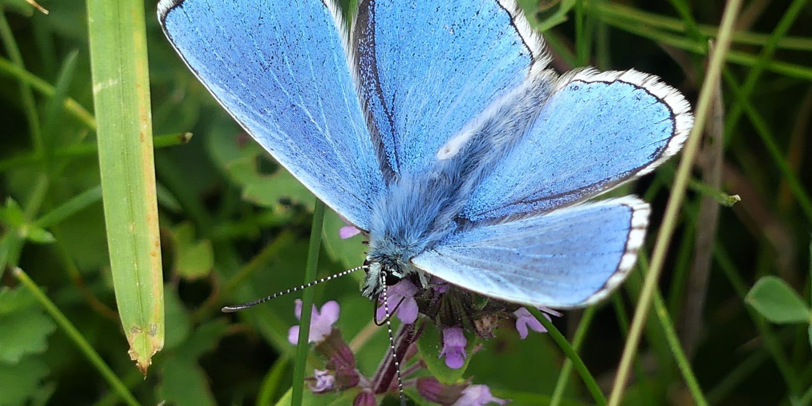 Adonis-Blue-Simon-Linington-1600x800