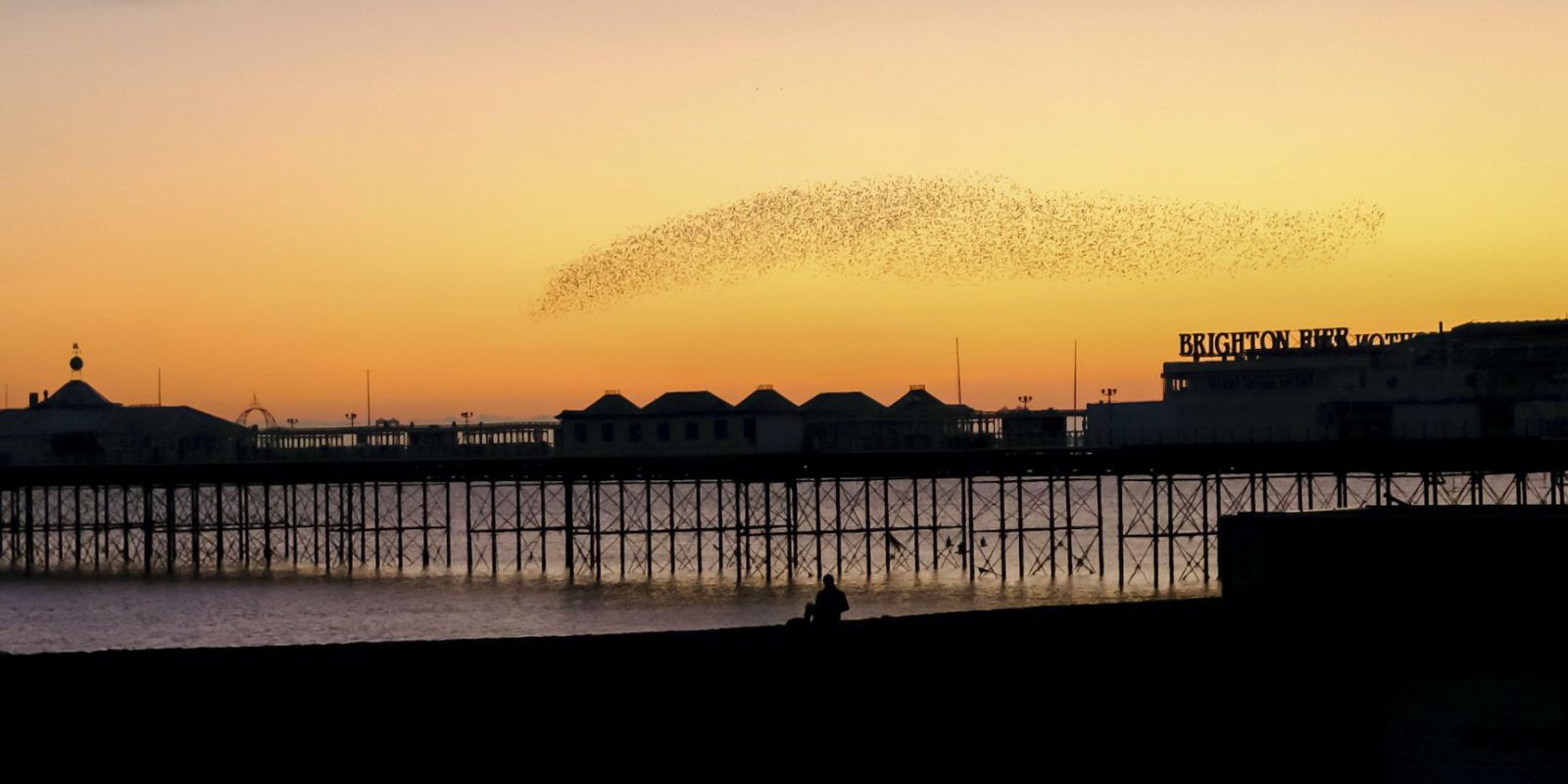 Murmuration-124.jcredit-THe-Living-Coast-1600x800
